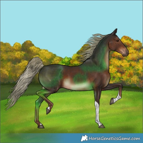Horse Color:Liver Chestnut Tobiano 