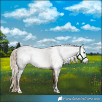 Horse Color:Gray White Spotted Liver Red Dun 
