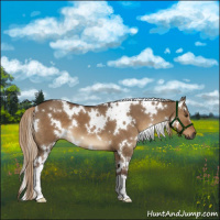 Horse Color:Gray White Spotted Liver Red Dun 