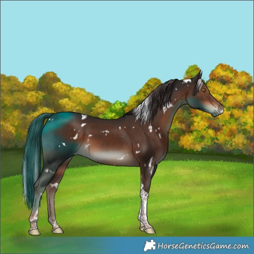 Horse Color:White Spotted Liver Chestnut Tobiano 