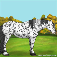 Horse Color:Black Near Leopard