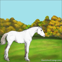 Horse Color:Silver Grullo Appaloosa 