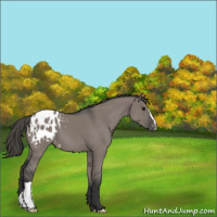 Horse Color:Grullo Appaloosa 