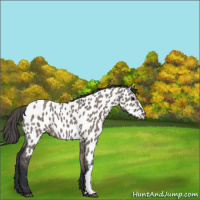 Horse Color:Grullo Appaloosa 