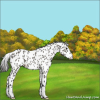 Horse Color:Grullo Near Leopard 