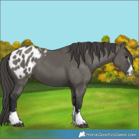 Horse Color:Grullo Appaloosa 