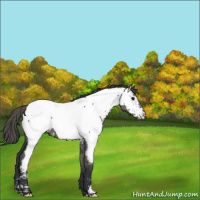 Horse Color:Grullo Appaloosa 