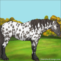 Horse Color:Grullo Appaloosa 