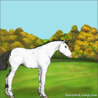 Horse Color:Grullo Near Fewspot 