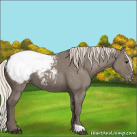 Horse Color:Silver Grullo Appaloosa