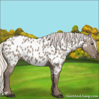 Horse Color:Silver Grullo Near Leopard 