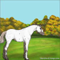 Horse Color:Silver Grullo Appaloosa 