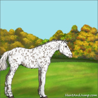Horse Color:Silver Grullo Appaloosa 