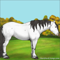 Horse Color:Grullo Near Fewspot 