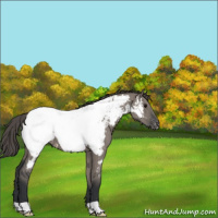 Horse Color:Grullo Near Fewspot 