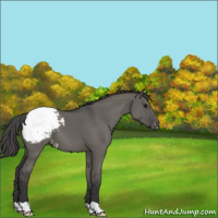 Horse Color:Grullo Snowcap 