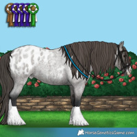 Horse Color:Grullo Roan Appaloosa 