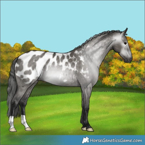 Horse Color:Gray Grullo Appaloosa 