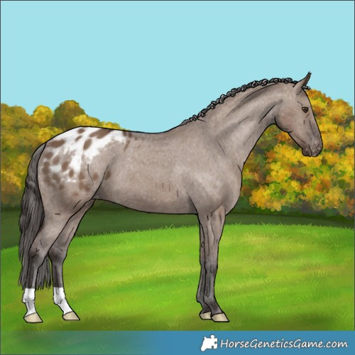 Horse Color:Liver Red Dun Appaloosa 