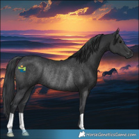 Horse Color:Black Rabicano 
