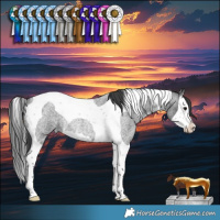 Horse Color:Blue Roan Splash Tobiano Rabicano 