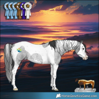 Horse Color:Blue Roan Splash Tobiano Rabicano