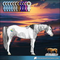 Horse Color:Blue Roan Splash Tobiano Rabicano 