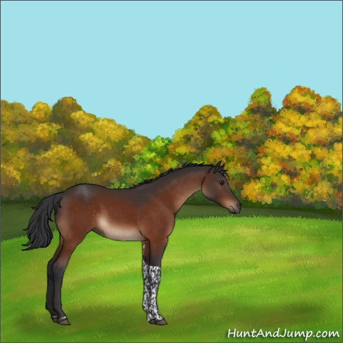 Horse Color:Brown Tobiano Rabicano 