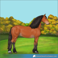 Horse Color:Bay 