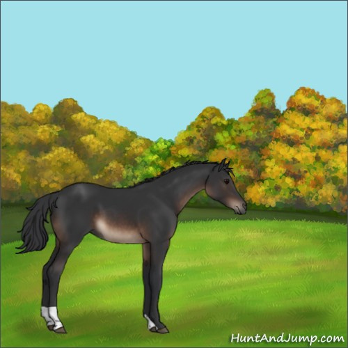 Horse Color:Brown Tobiano Rabicano 