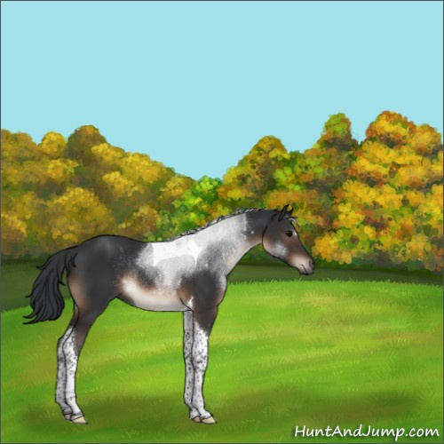 Horse Color:Brown Tobiano Rabicano 