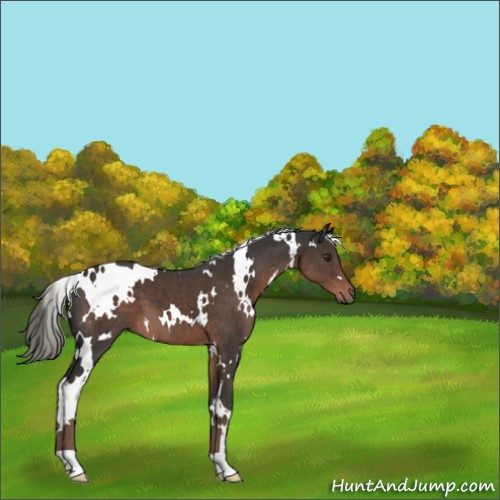 Horse Color:White Spotted Liver Chestnut Mushroom 