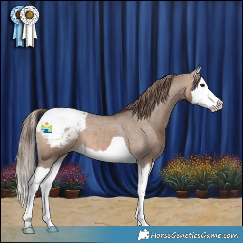 Horse Color:Brown Dun Splash Appaloosa 