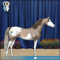 Horse Color:Brown Dun Splash Appaloosa 
