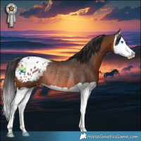 Horse Color:Brown Splash Appaloosa Rabicano 