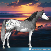 Horse Color:Blue Roan Splash Appaloosa Rabicano 