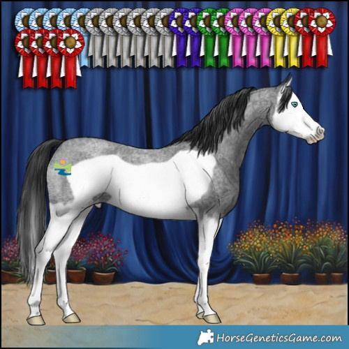 Horse Color:Blue Roan Splash Frame Appaloosa 