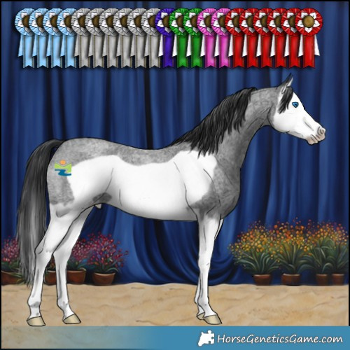 Horse Color:Blue Roan Splash Frame Appaloosa 