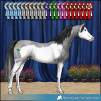 Horse Color:Blue Roan Splash Frame Appaloosa