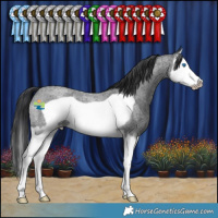 Horse Color:Blue Roan Splash Frame Appaloosa