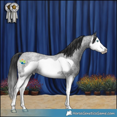 Horse Color:Blue Roan Splash Frame Rabicano 