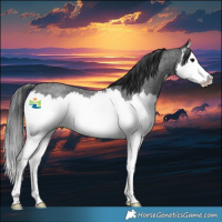 Horse Color:Blue Roan Splash Rabicano