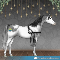 Horse Color:Blue Roan Splash Appaloosa Rabicano