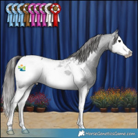 Horse Color:Blue Roan Splash Frame Appaloosa