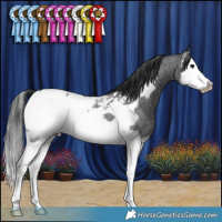 Horse Color:Blue Roan Splash Frame Near Fewspot 
