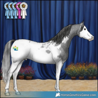 Horse Color:Blue Roan Splash Frame Appaloosa 