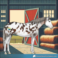Horse Color:Liver Chestnut Sabino Splash Appaloosa 