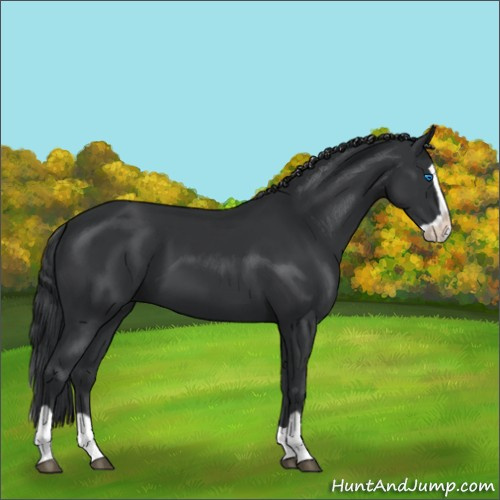 Horse Color:Black Splash 