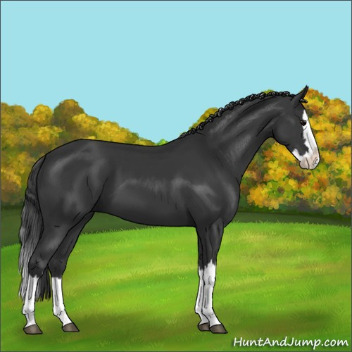 Horse Color:Black Splash 