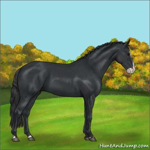 Horse Color:Black Splash 